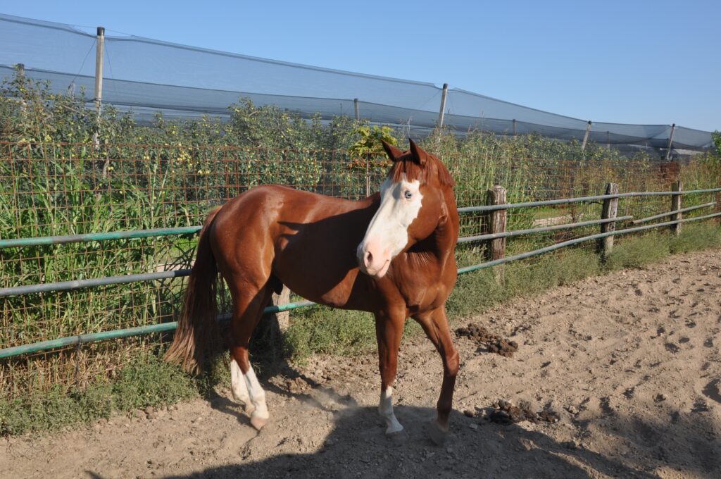 animali-fattoria-meneghelli