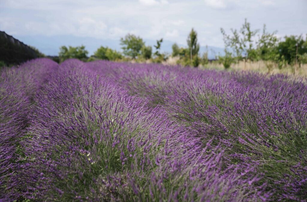 Il ritorno delle antiche saggezze: la lavanda e i rimedi naturali