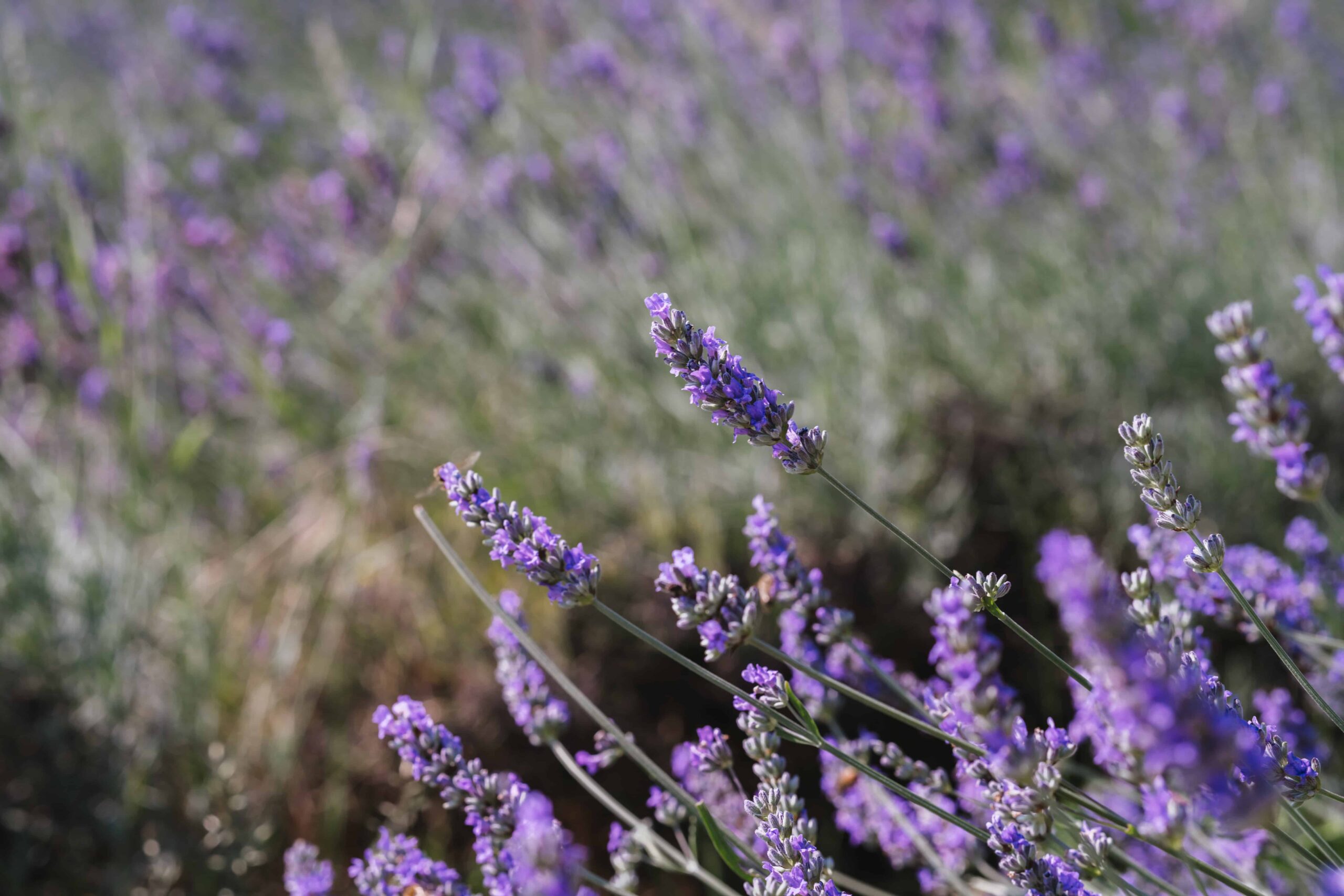 lavanda fiori Idrolato di lavanda biologica Meneghelli