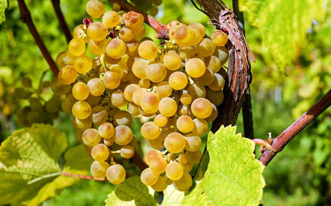 Tempo di vendemmia