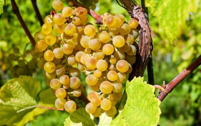 Tempo di vendemmia