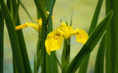 Iris